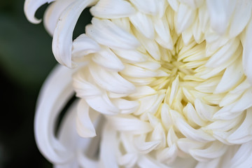Close up of white chrysanthemum