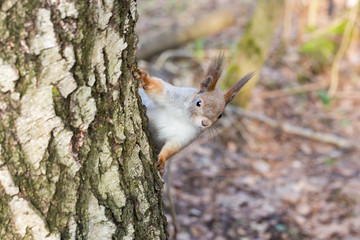 squirrel in the forest