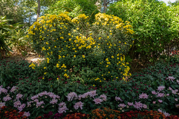 Autumn is coming. Chrysanthemums in the wild are in full bloom. There are many colors and varieties