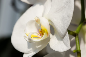 White Orchid flower