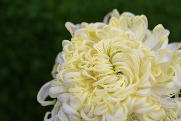 Close up of yellow chrysanthemum