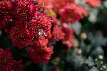 Close up of red chrysanthemum