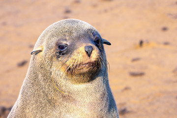  Cape Cross is rookery of marine animals
