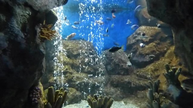 Small tropical fishes swims in pure water among stones. Many air bubbles rising. Underwater inhabitants moving in different directions.