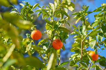 Ready oranges groving on the orange tree.