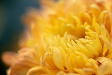 Various colors and varieties of chrysanthemums in the park