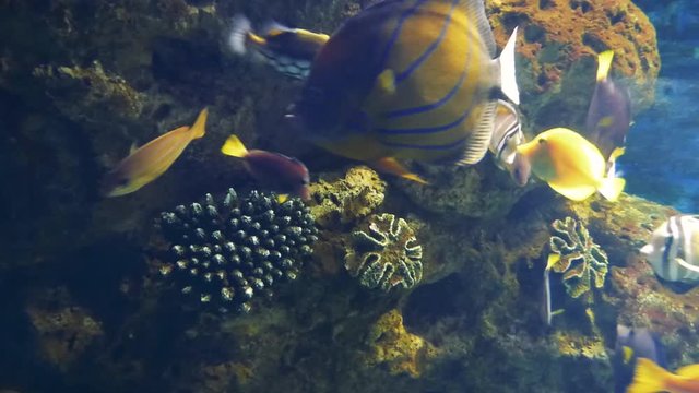 Bright tropical fishes swims in pure water among corals. Many colored underwater inhabitants moving in different directions.