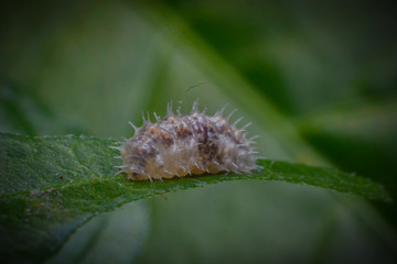 reverse macro photography