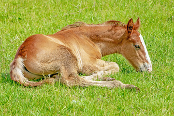 Naklejka na ściany i meble small brown colt lying in a meadow