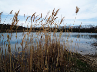 Tall grasses next to a lake