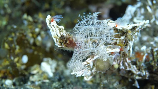 Sea slug - nudibranch - Melibe colemani. Macro underwater world. Diving in Tulamben, Bali, Indonesia. 