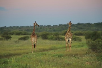 giraffe in savannah