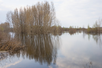 forest in a water, spring flood landscape