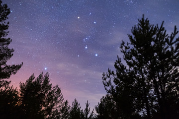 view from a forest to Orion constellation on a night sky