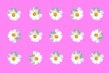 white cosmea flowers on a pink background, concept of packaging, textile, wallpaper