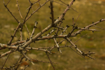 spring branches on a background of green grass