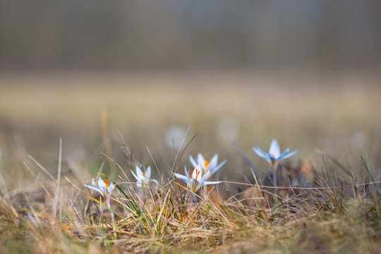 heap of beautiful white crocus flwers in a grass, spring scene
