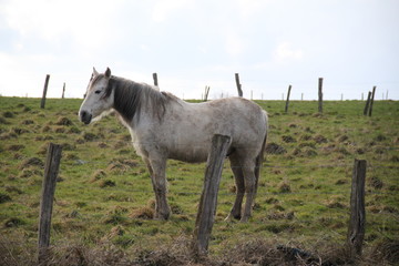 Obraz na płótnie Canvas White camargue horse portrait in the meadow
