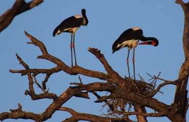 Stork2