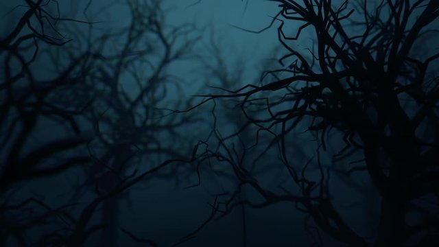The camera flies through the mystical and frightening forest