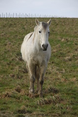 White camargue horse portrait in the meadow