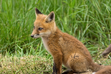 Naklejka na ściany i meble Red kit fox in the springtime. They are the largest of the true foxes and one of the most widely distributed members of the order Carnivora.