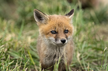 Red kit fox in the springtime. They are the largest of the true foxes and one of the most widely distributed members of the order Carnivora.