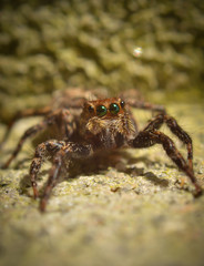 reverse macro photography