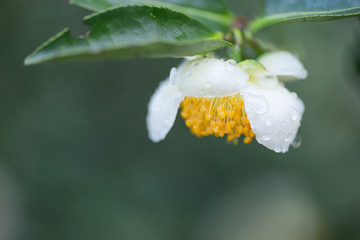 The camellia of the mountain where tea is grown is in bloom, and the white flowers are with water drops