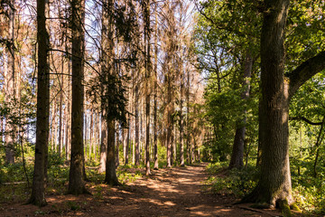 Ein Waldweg mit kranken Bäumen in der heißen Sommersonne