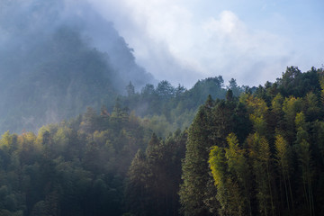 There is fog in the tea mountain in the morning