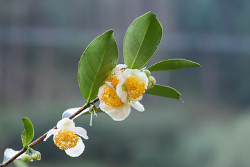 The camellia of the mountain where tea is grown is in bloom, and the white flowers are with water...