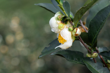 The camellia of the mountain where tea is grown is in bloom, and the white flowers are with water drops