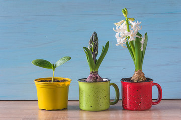 Spring gardening composition. Plant growths and hyacinth flowers in mugs on blue paint wooden background