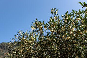 The tea trees in the tea garden have white and yellow flowers