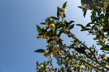 The tea trees in the tea garden have white and yellow flowers