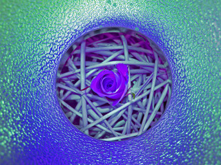 purple rose abstract