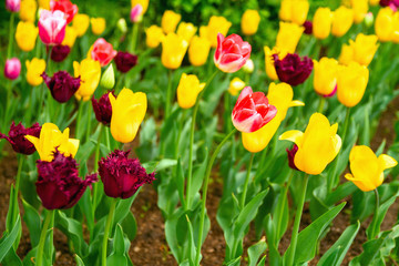 Multi-colored tulips on the lawn in spring. Selective focus