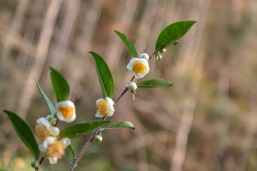 The tea trees in the tea garden have white and yellow flowers