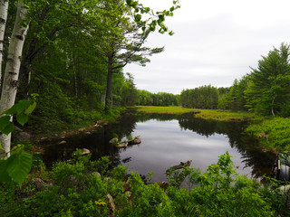 Small wetland area with trees