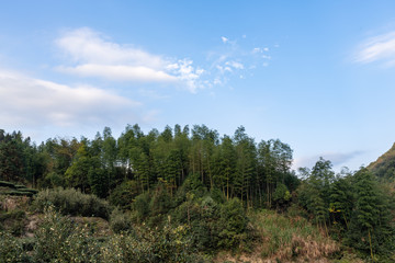 The scenery of the tea field is beautiful, and the tea growing environment is very good