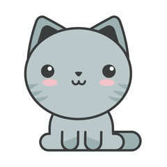 cute cat on white background, feline domestic