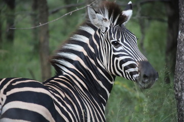 Fototapeta premium Zebra4