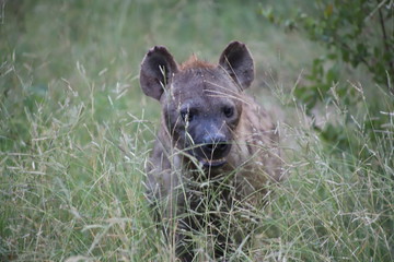 Hyena