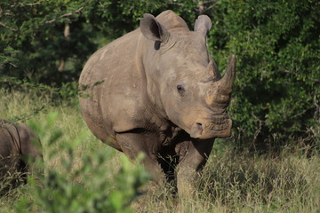 Rhino3