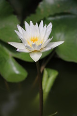 Beautiful white lotus The background is lotus leaf and water Which is a close-up shot