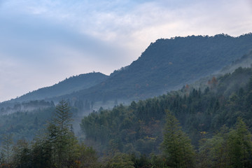 There is fog in the tea mountain in the morning