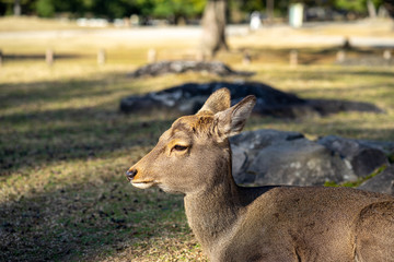 the SIKA deer headshot in the UNESCO world heritage park in NARA Japan