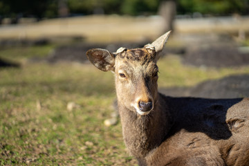 Naklejka na ściany i meble the SIKA deer headshot in the UNESCO world heritage park in NARA Japan