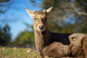 Naklejka na ściany i meble the SIKA deer headshot in the UNESCO world heritage park in NARA Japan